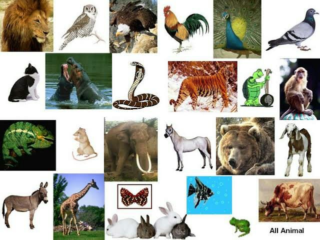  Mengenal jenis jenis hewan  berdasarkan makanan nya 